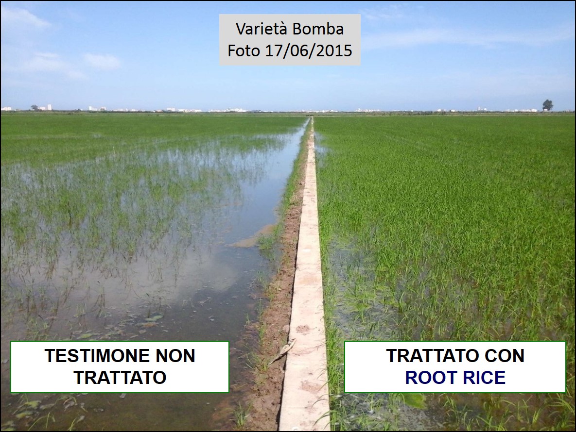 Comparazione delle piante di riso trattate con ROOT RICE e Testimone